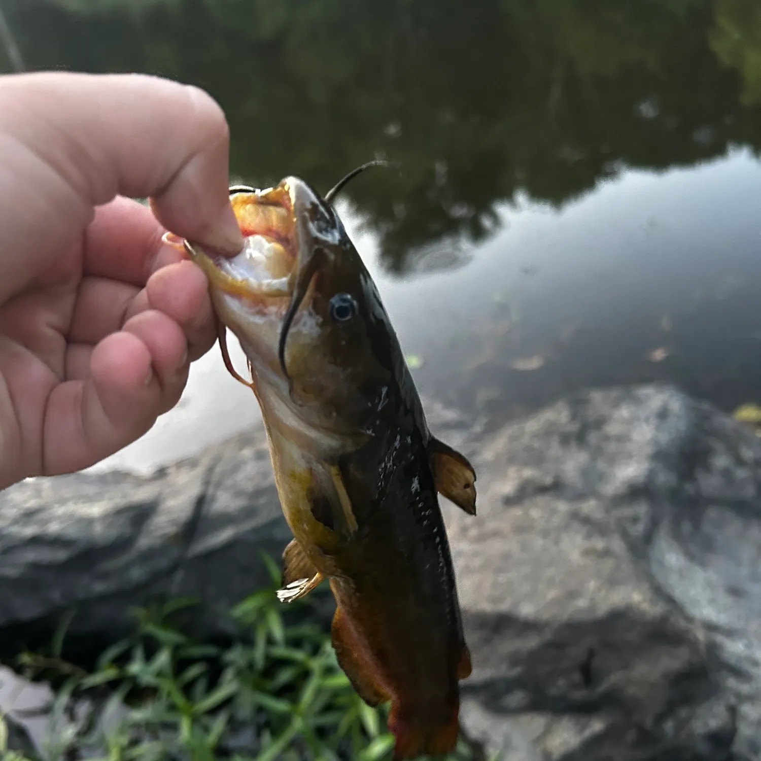 catch