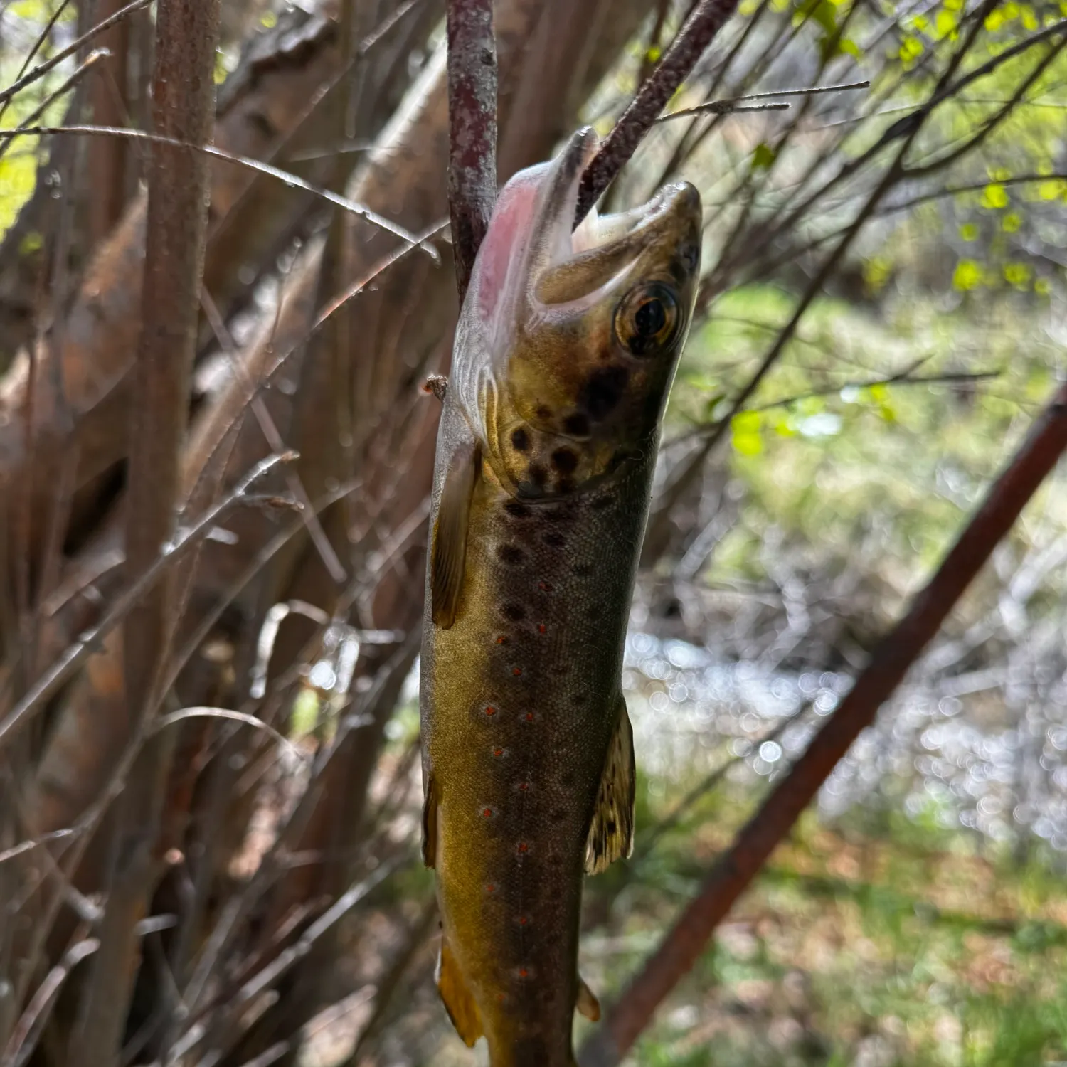 The most recent Brown trout catches on Fishbrain