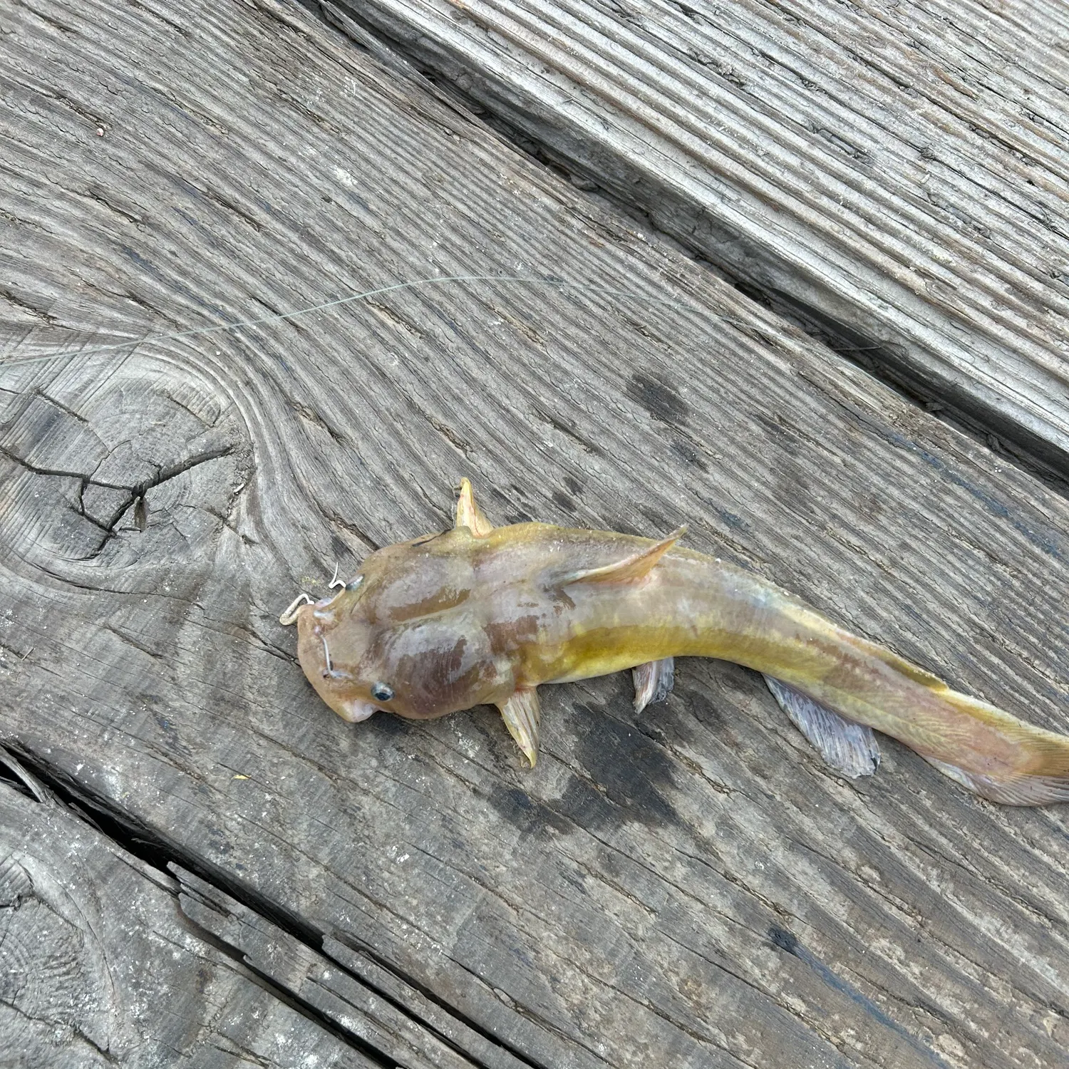 The most recent Tadpole madtom catches on Fishbrain