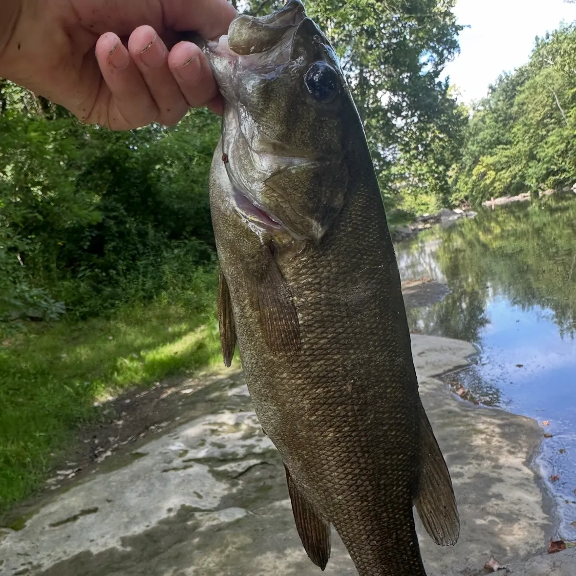 Smallmouth bass caught on Fishbrain
