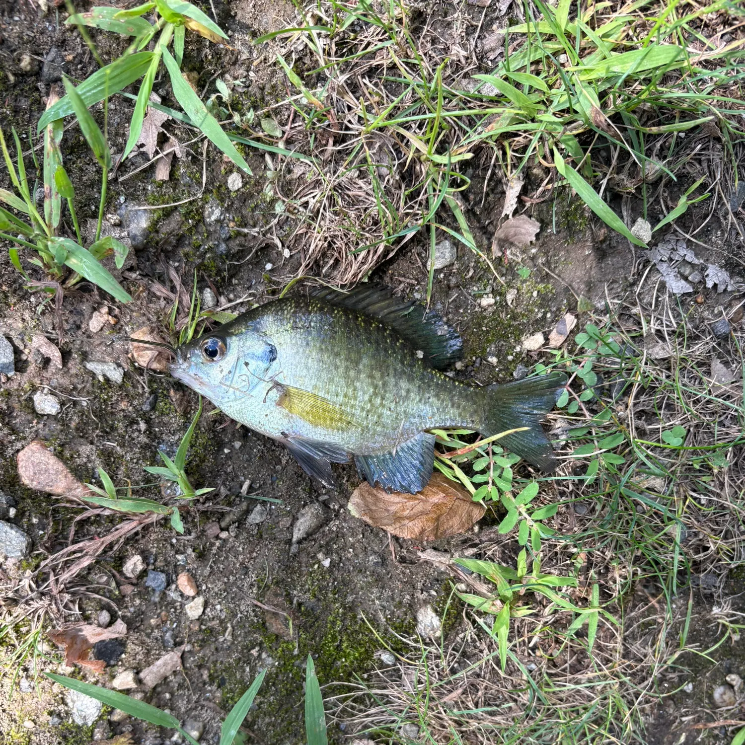 Bluegill caught on Fishbrain