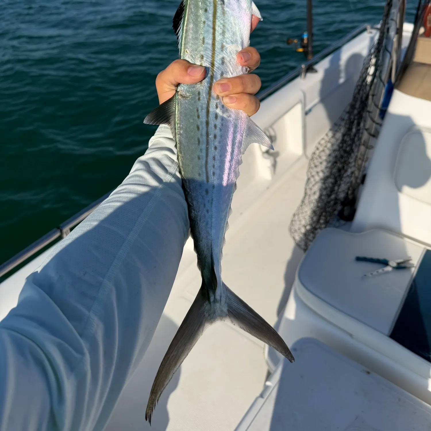 The most recent Cero mackerel catches on Fishbrain