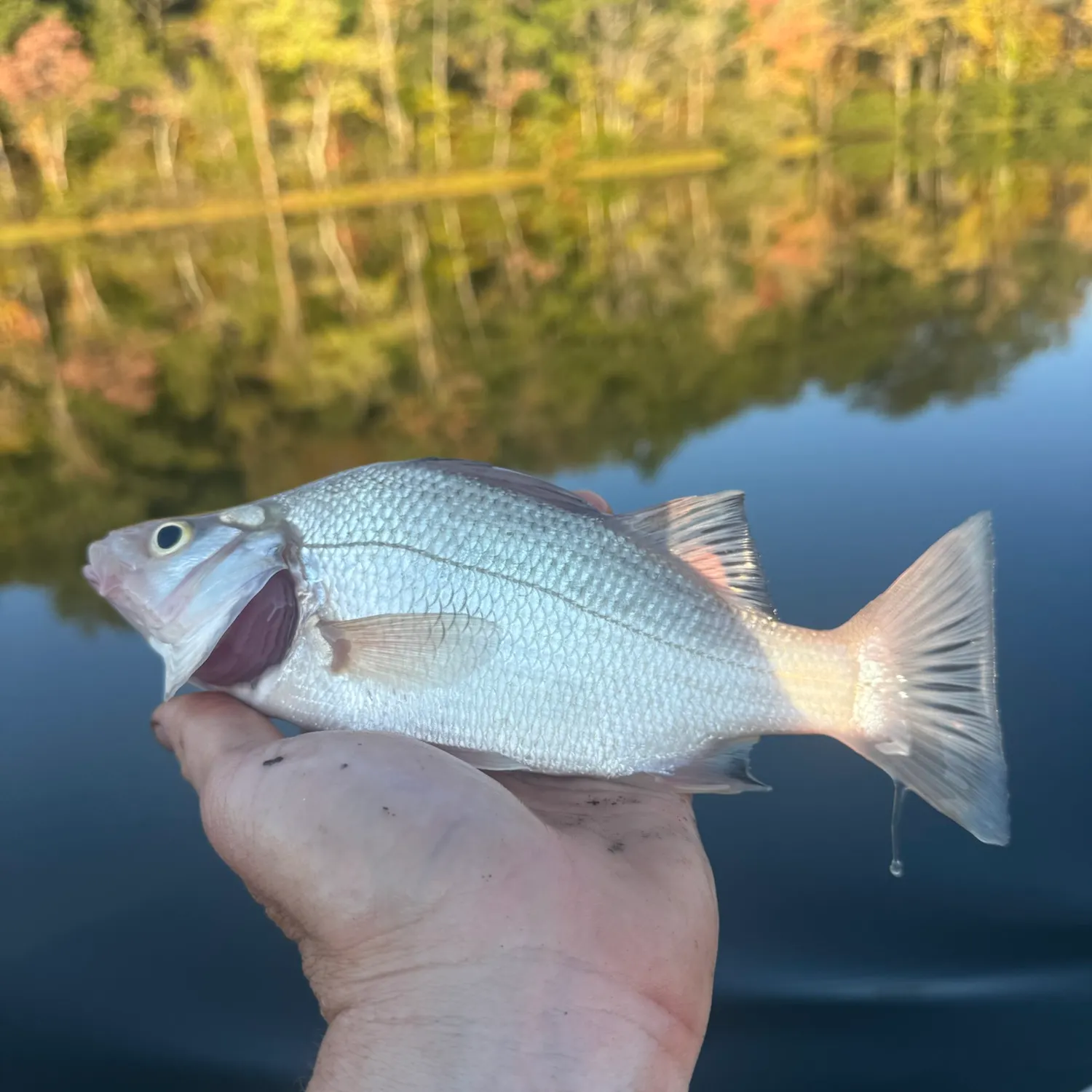 White perch caught on Fishbrain