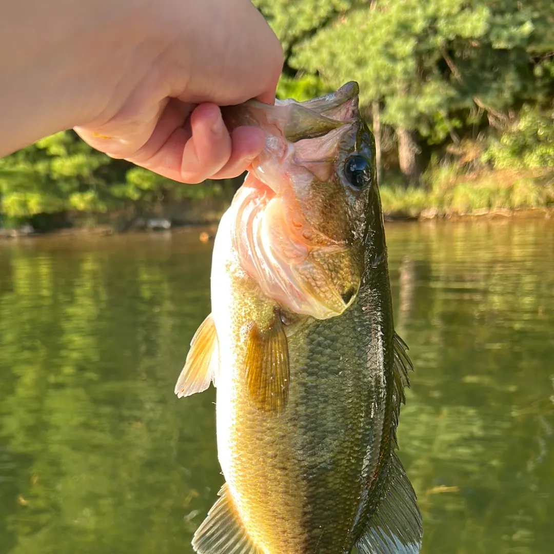Largemouth bass caught on Fishbrain