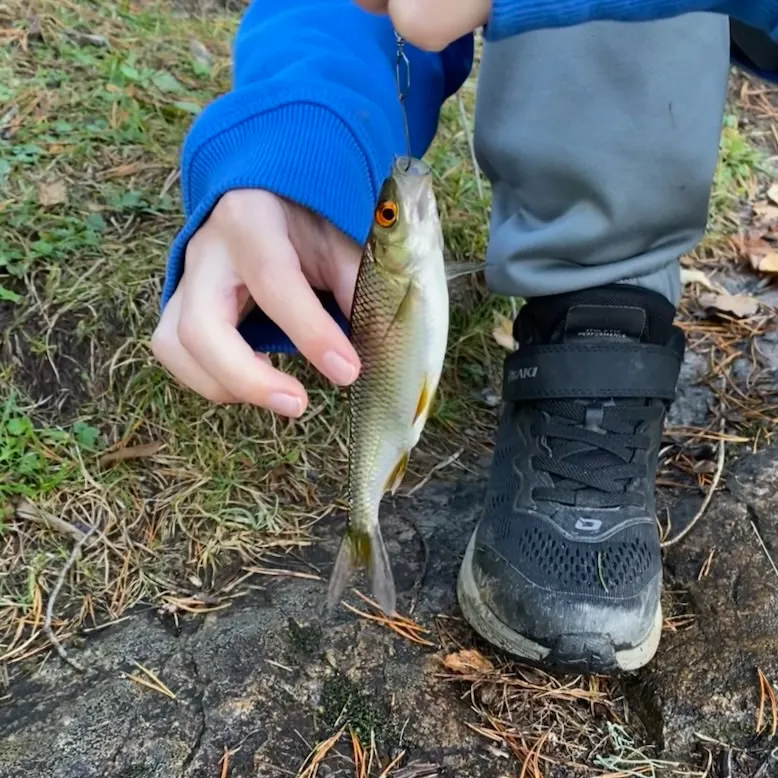 Common roach caught on Fishbrain