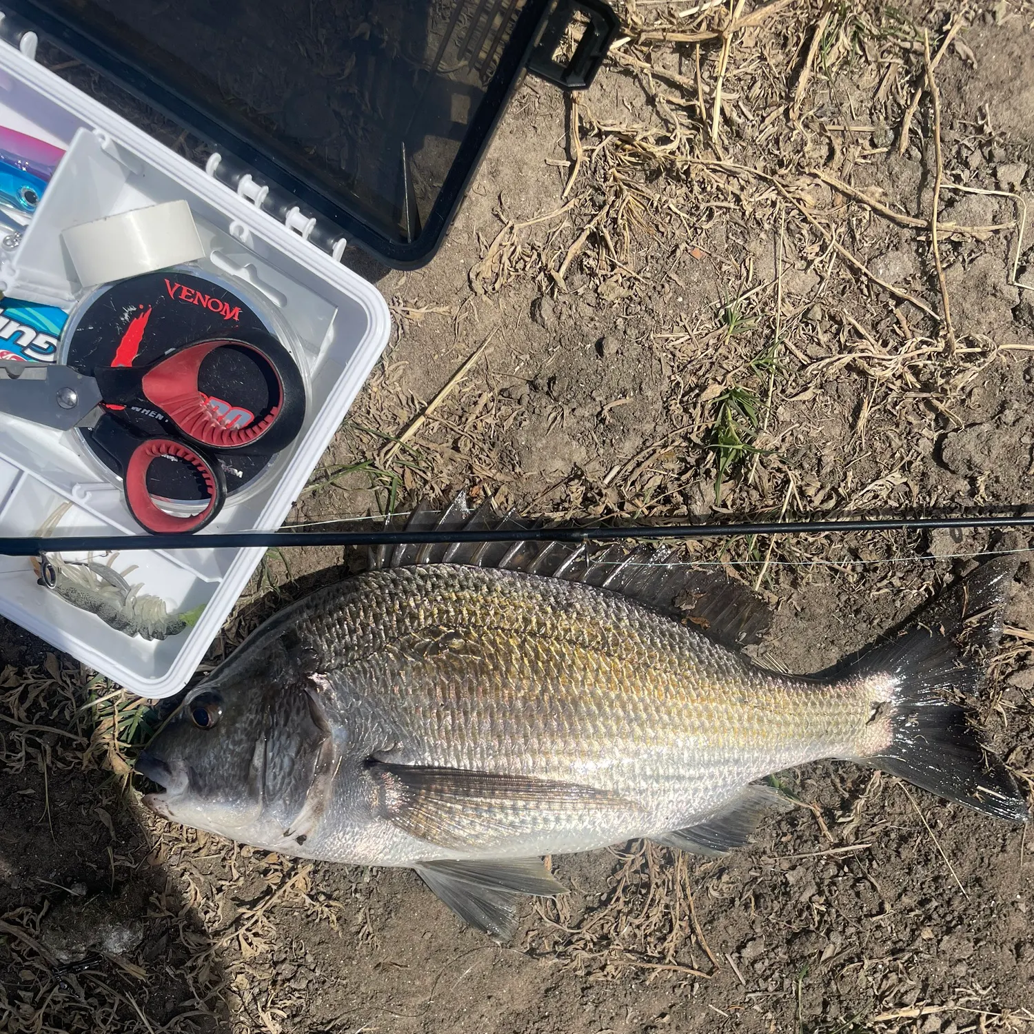 Southern black bream caught on Fishbrain