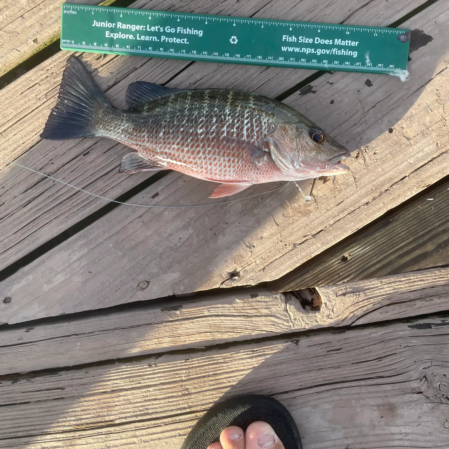 The most recent Mangrove snapper catches on Fishbrain