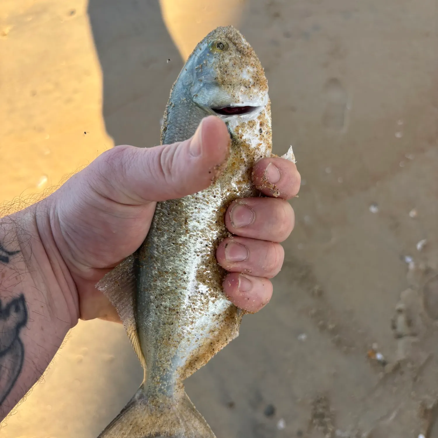 Bluefish caught on Fishbrain