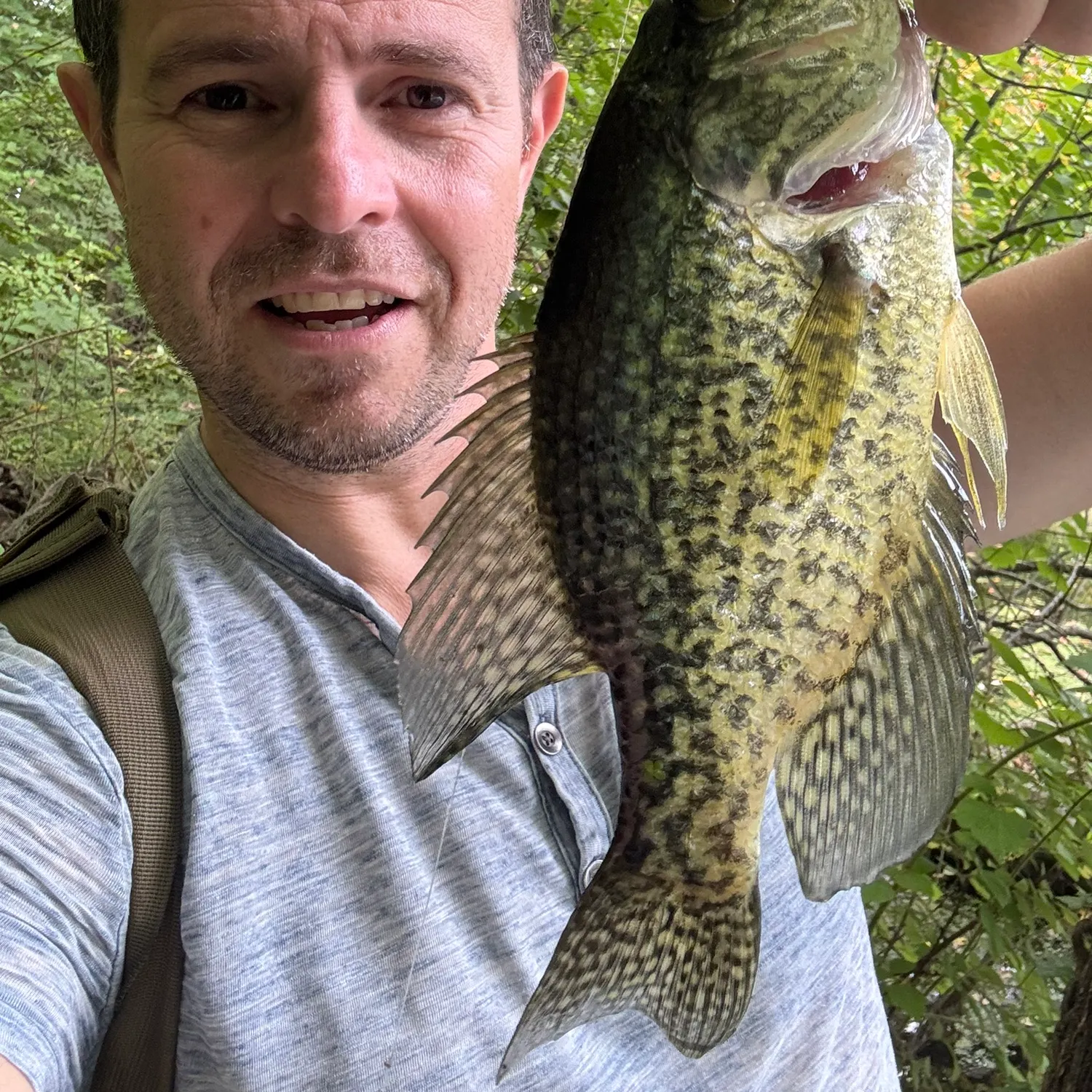 Black crappie caught on Fishbrain