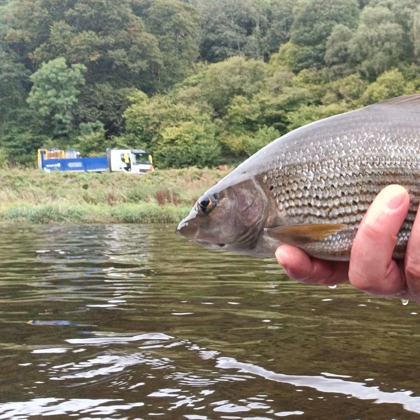 European grayling caught on Fishbrain