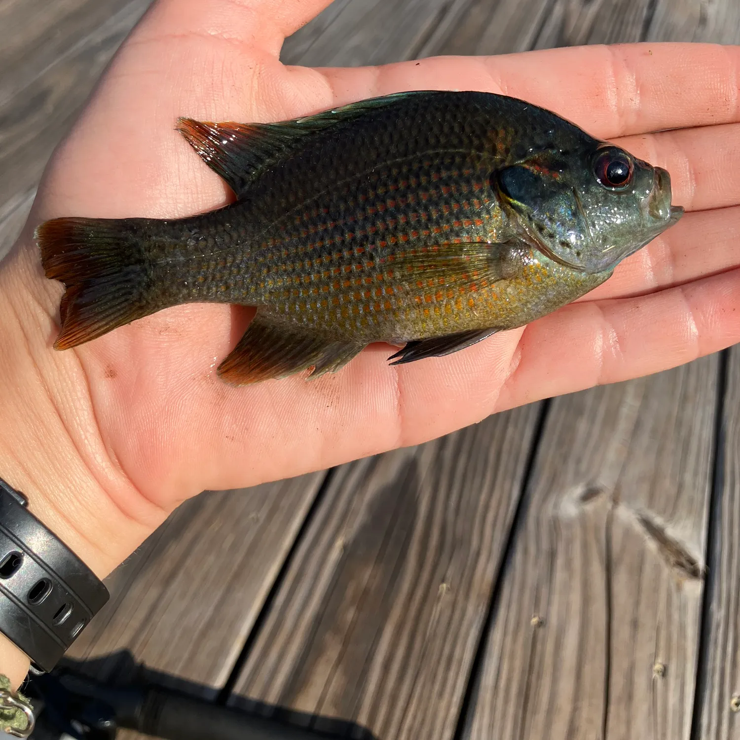 The most recent Redspotted sunfish catches on Fishbrain