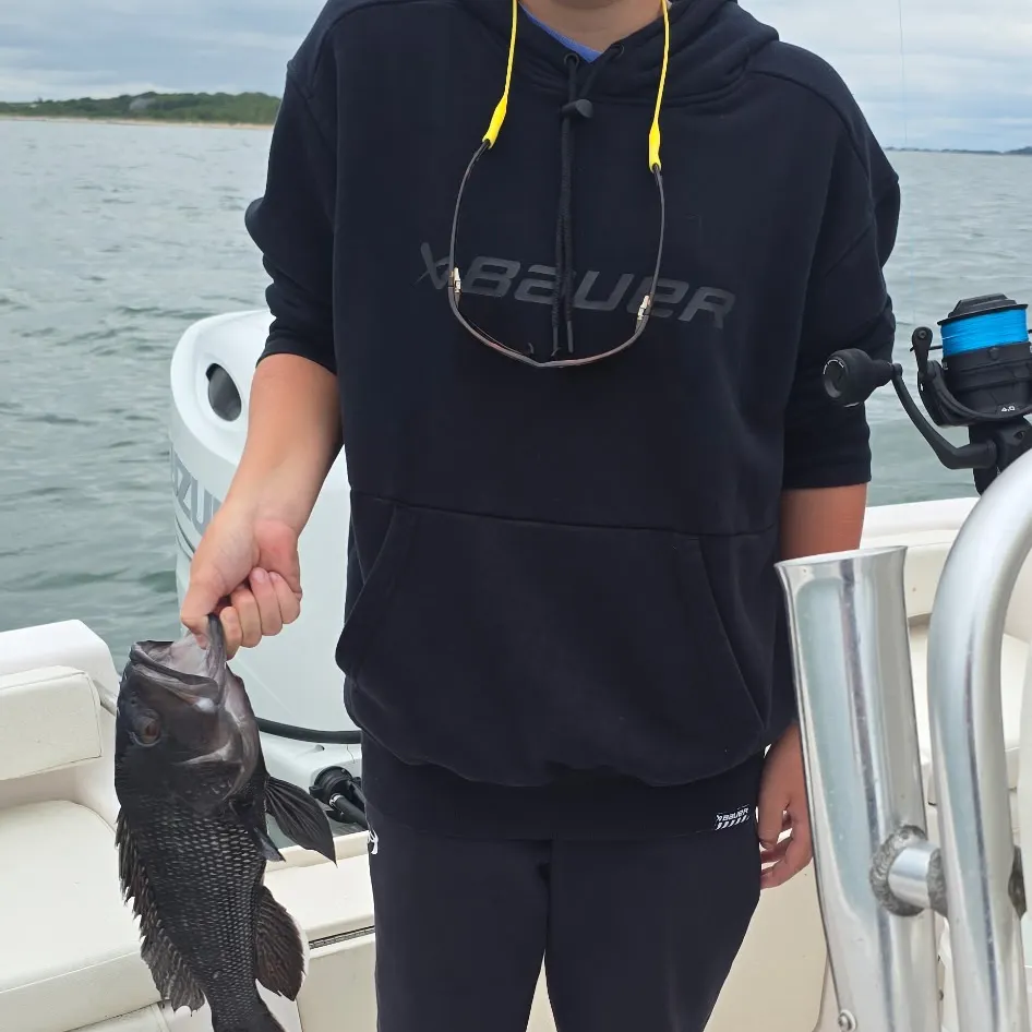 Black sea bass caught on Fishbrain