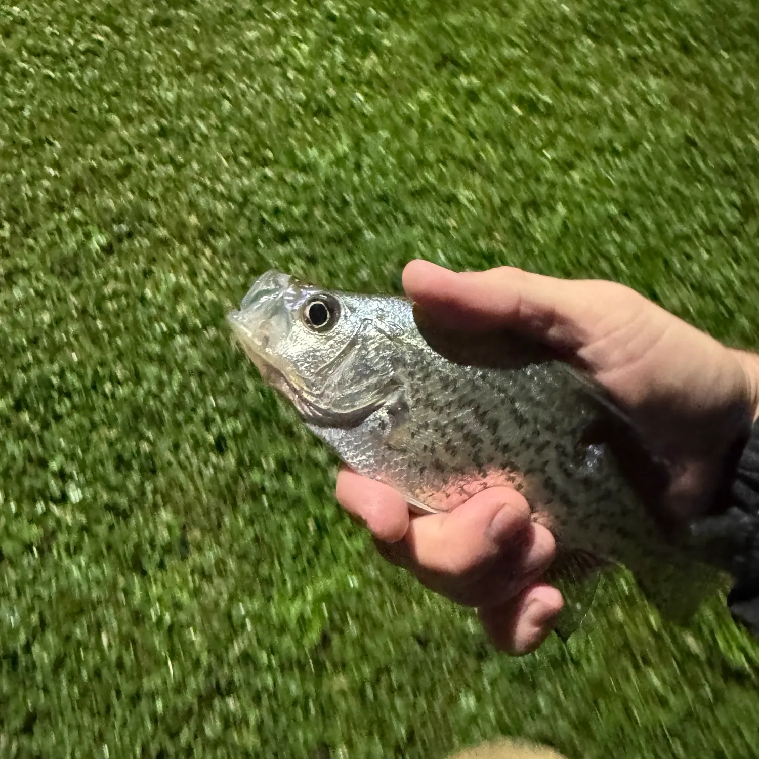Black crappie caught on Fishbrain