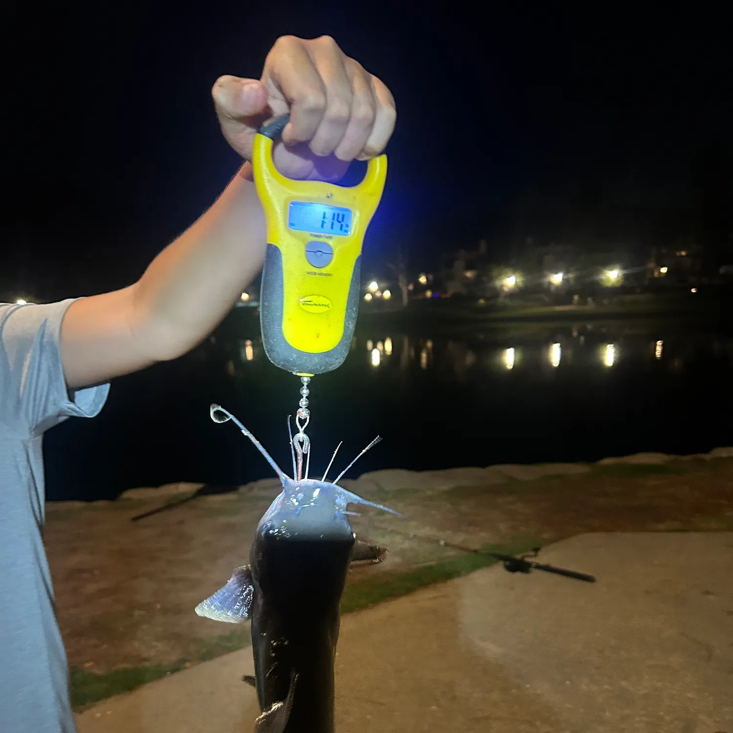 Channel catfish caught on Fishbrain