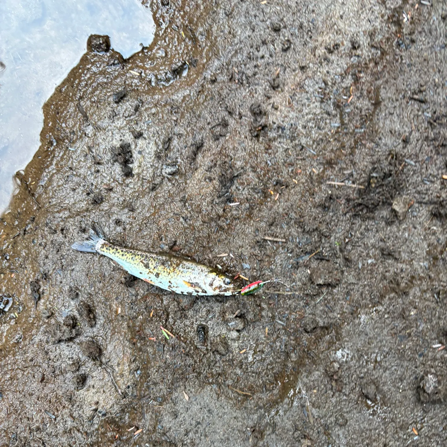 Fish caught on Fishbrain