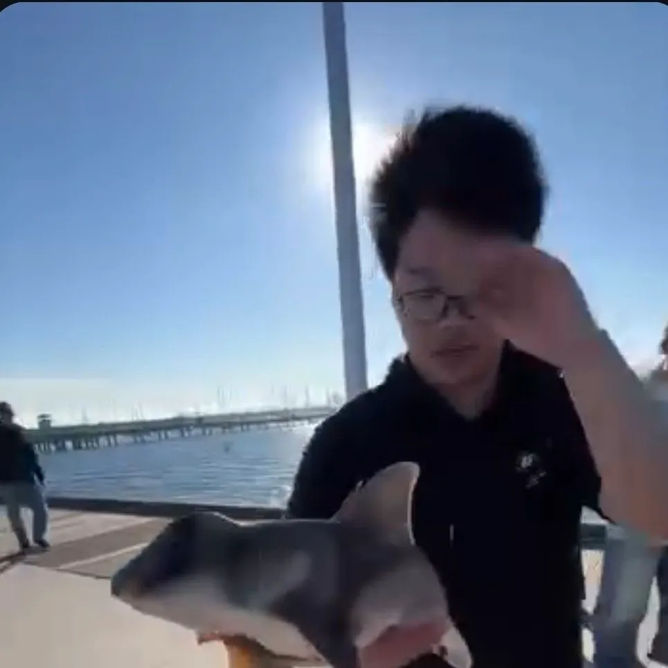 The most recent Port Jackson shark catches on Fishbrain