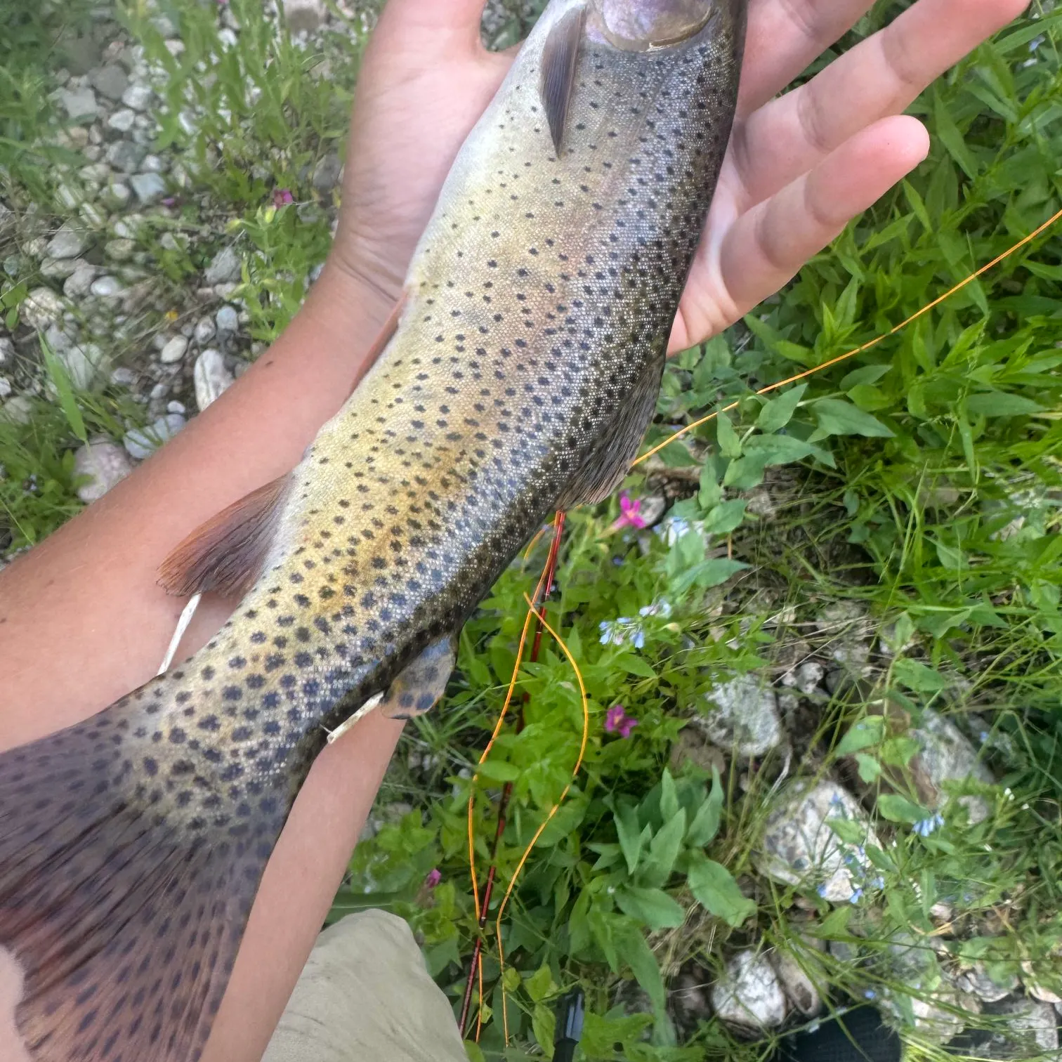 The most recent Yellowstone cutthroat trout catches on Fishbrain