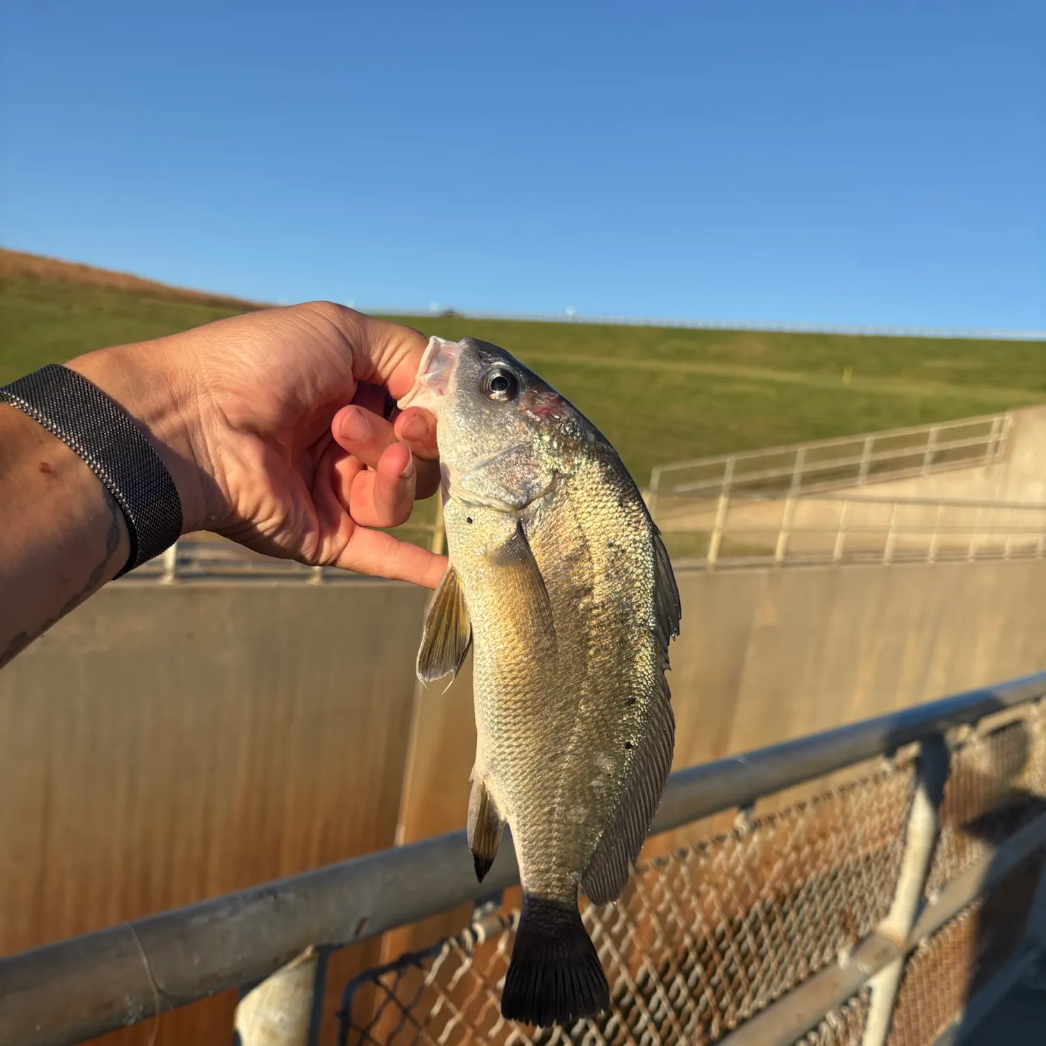 Freshwater drum caught on Fishbrain