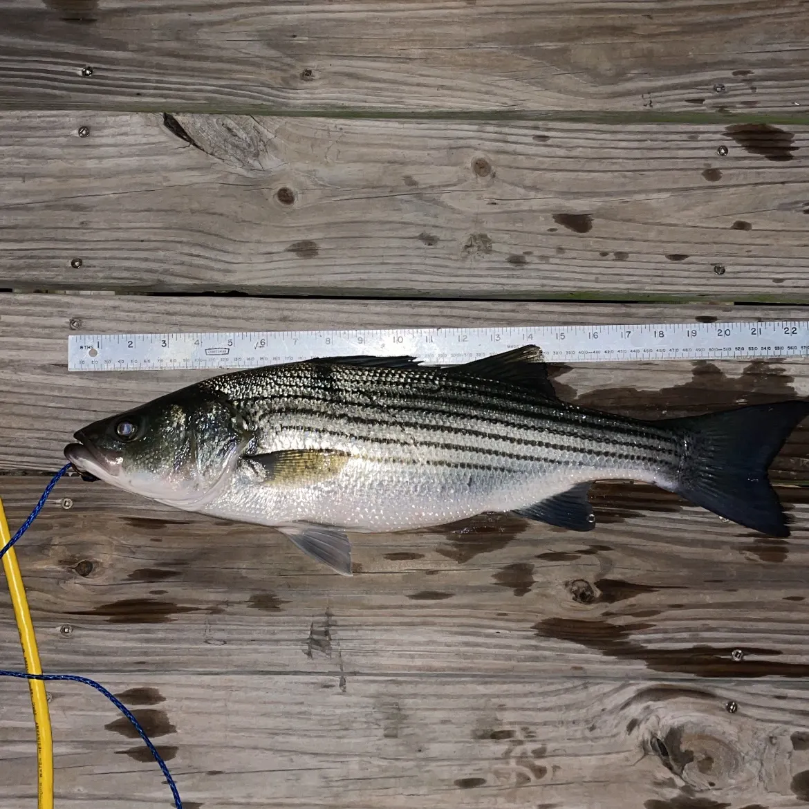 recently logged catches