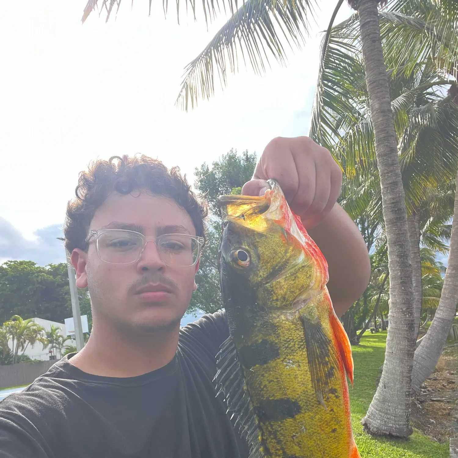 Butterfly peacock bass caught on Fishbrain