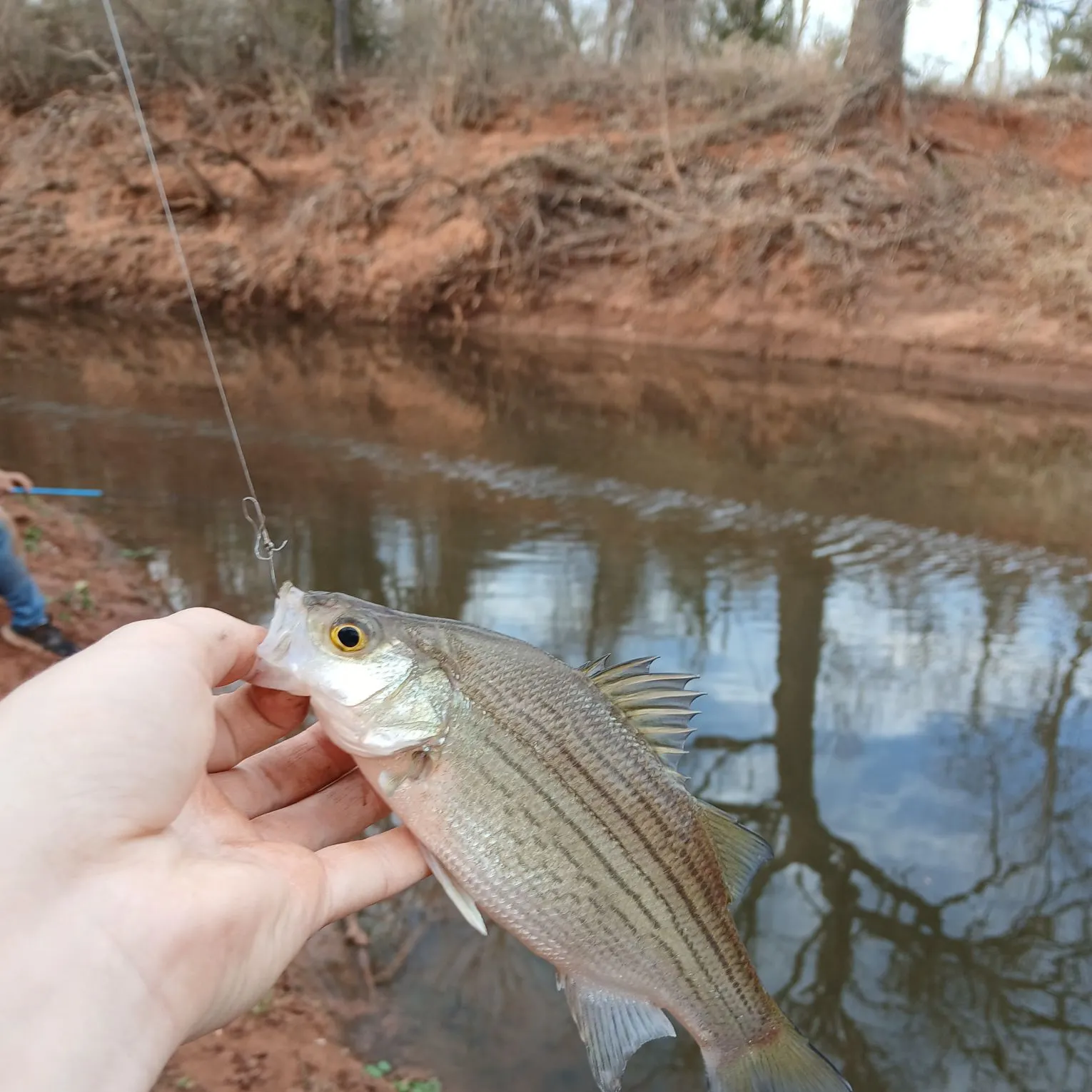 The most recent White bass catches on Fishbrain