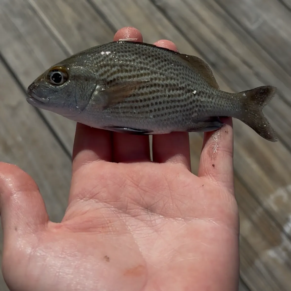 The most recent Sailor's choice grunt catches on Fishbrain