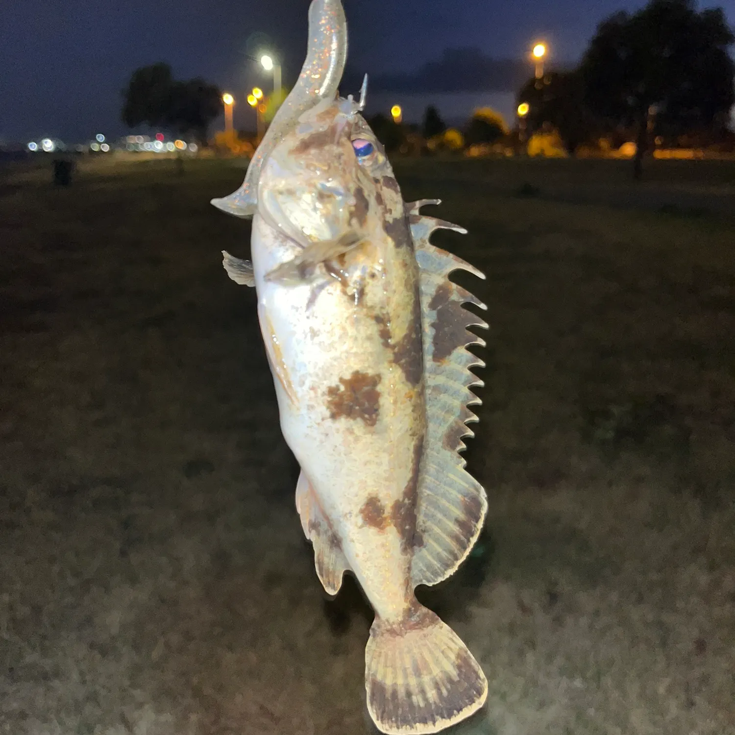 The most recent Bullrout catches on Fishbrain