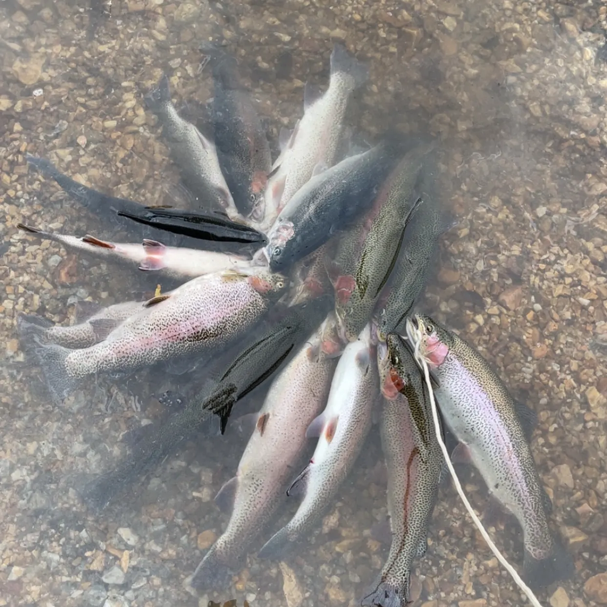 Rainbow trout caught on Fishbrain