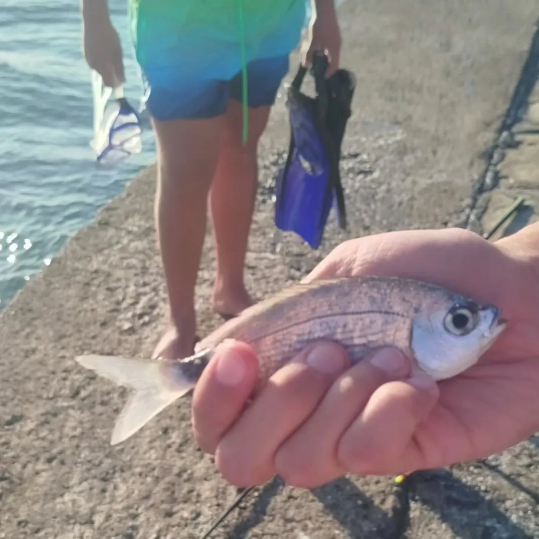 Saddled seabream caught on Fishbrain