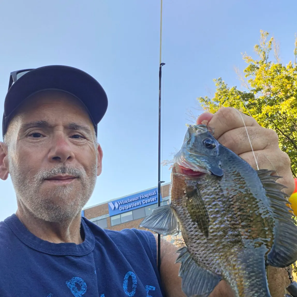 Bluegill caught on Fishbrain
