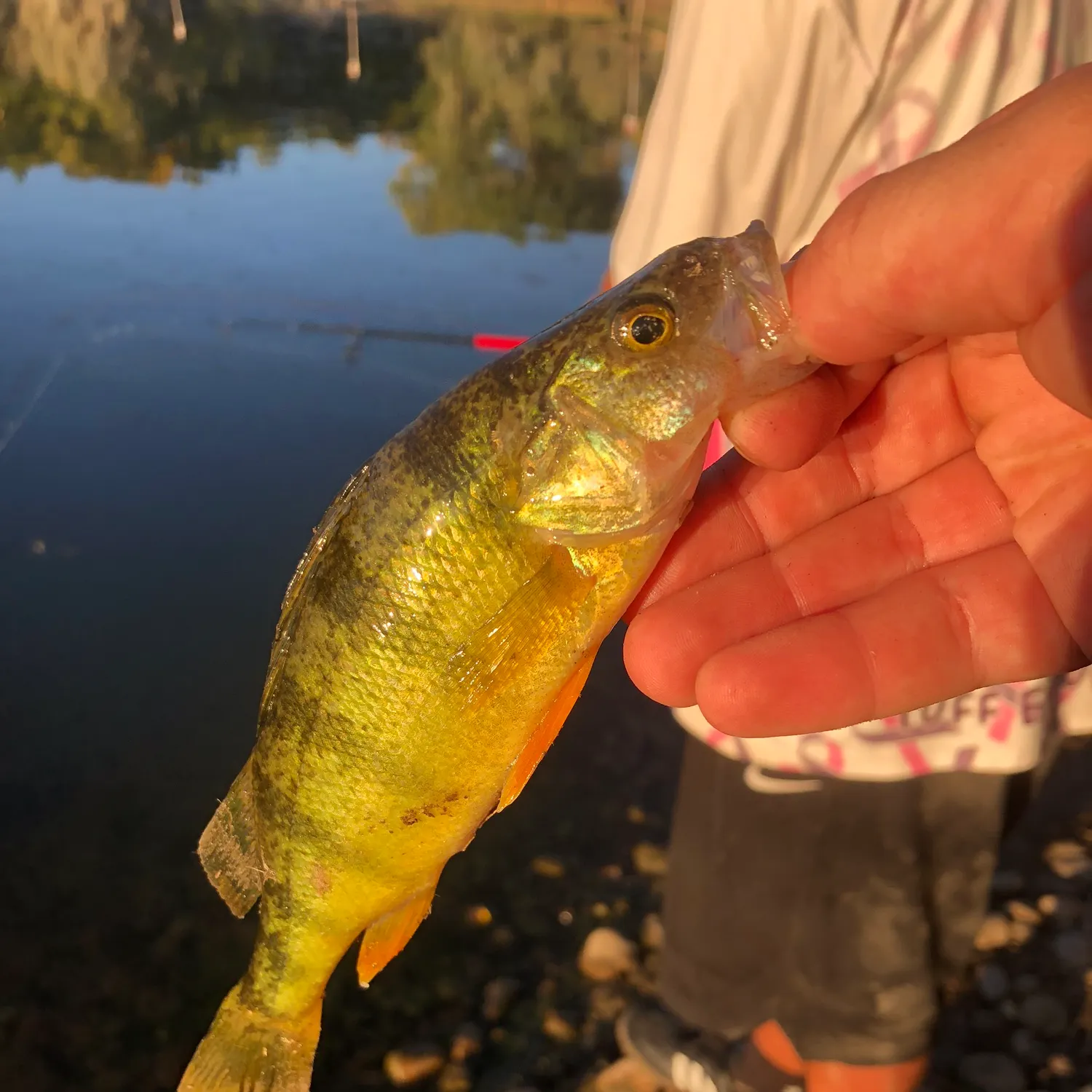 Yellow perch caught on Fishbrain