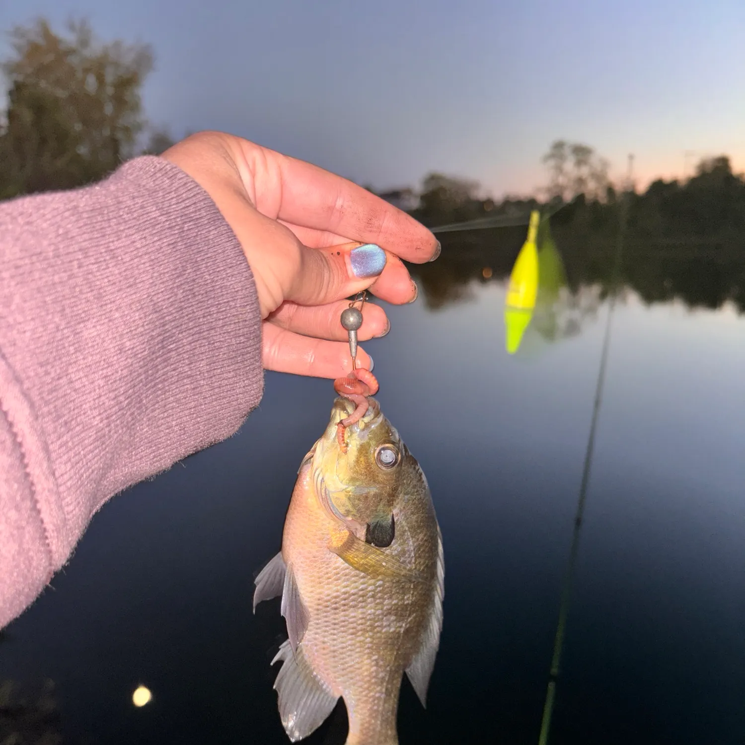 Bluegill caught on Fishbrain