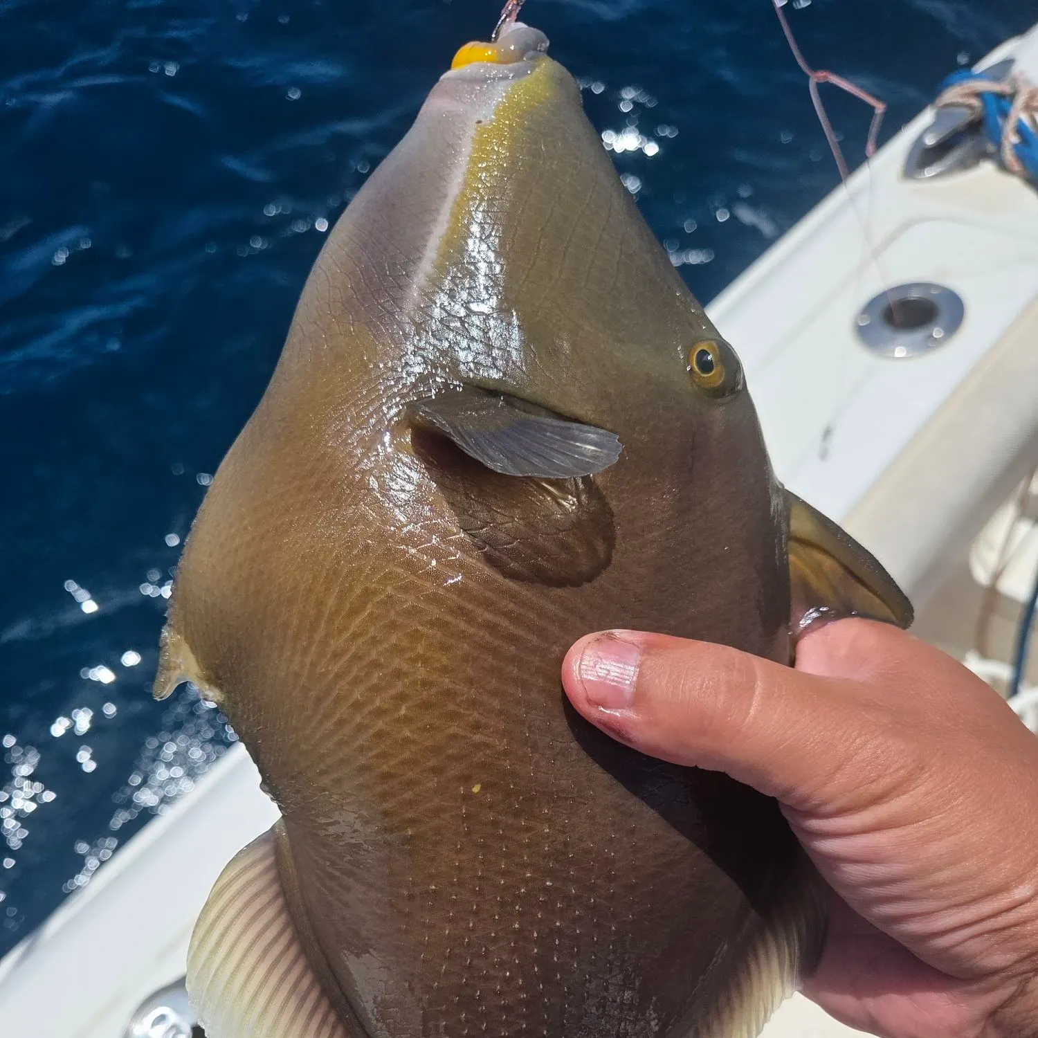 The most recent Bridled triggerfish catches on Fishbrain