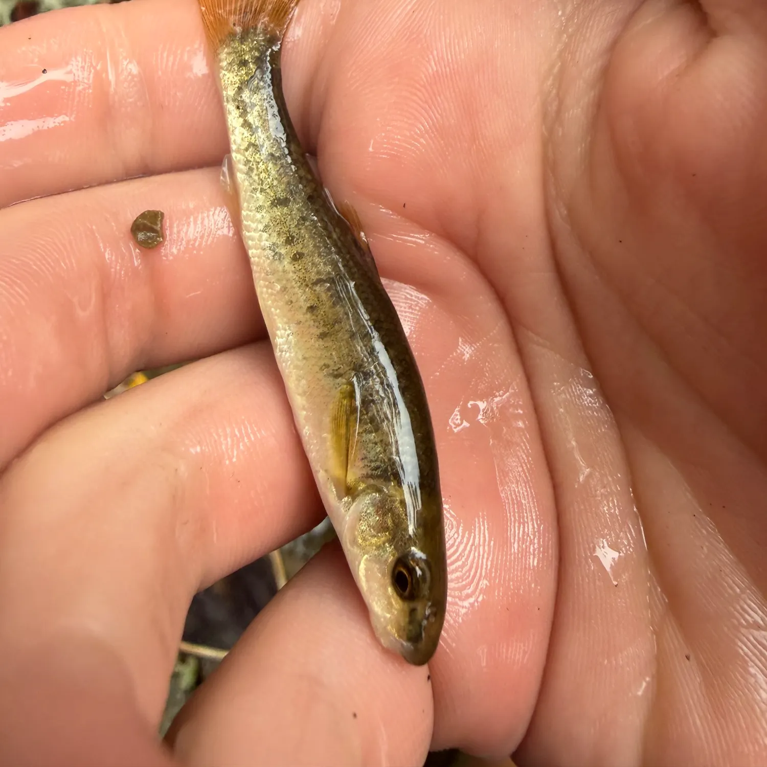 The most recent Central stoneroller catches on Fishbrain