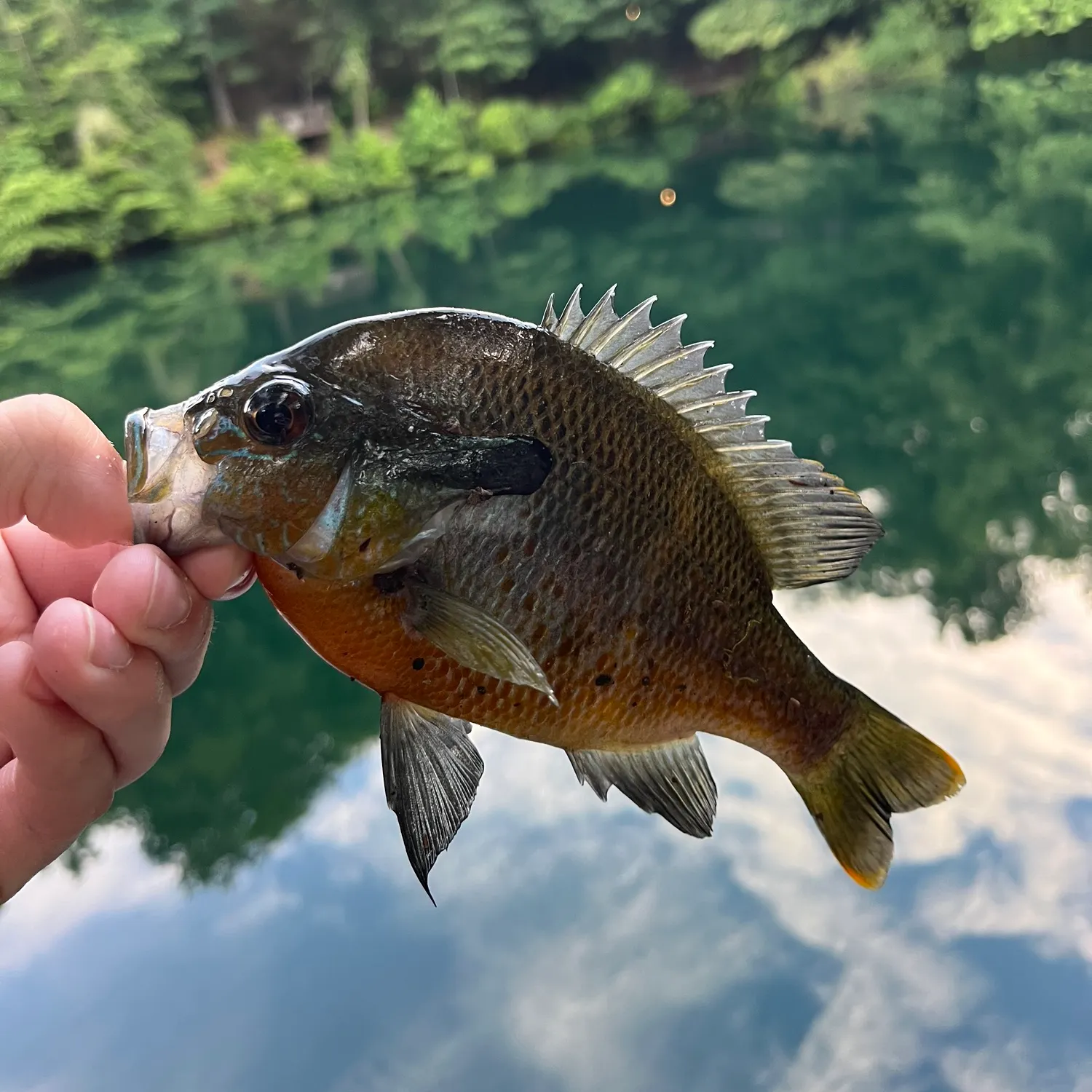 most liked catch image