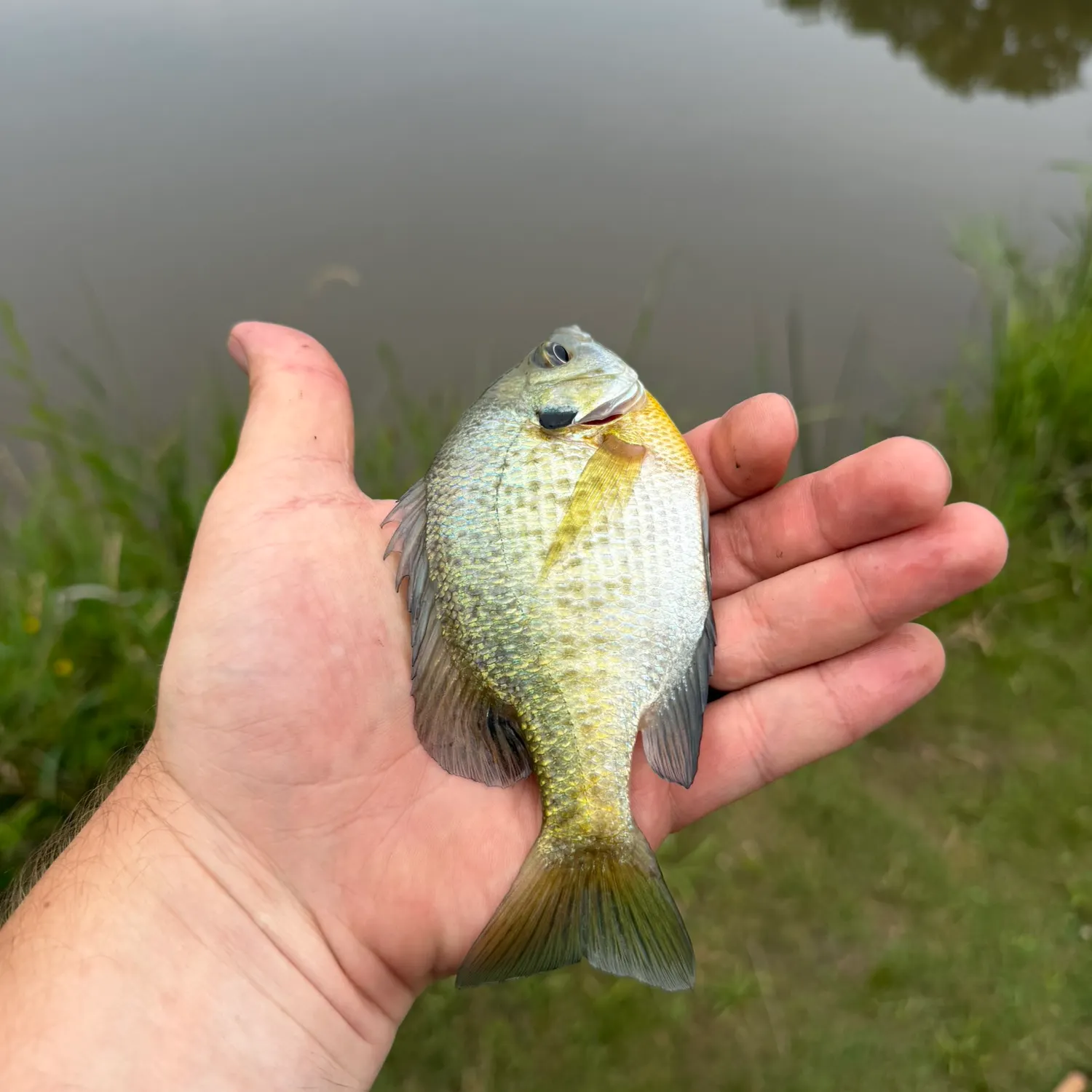 Bluegill caught on Fishbrain