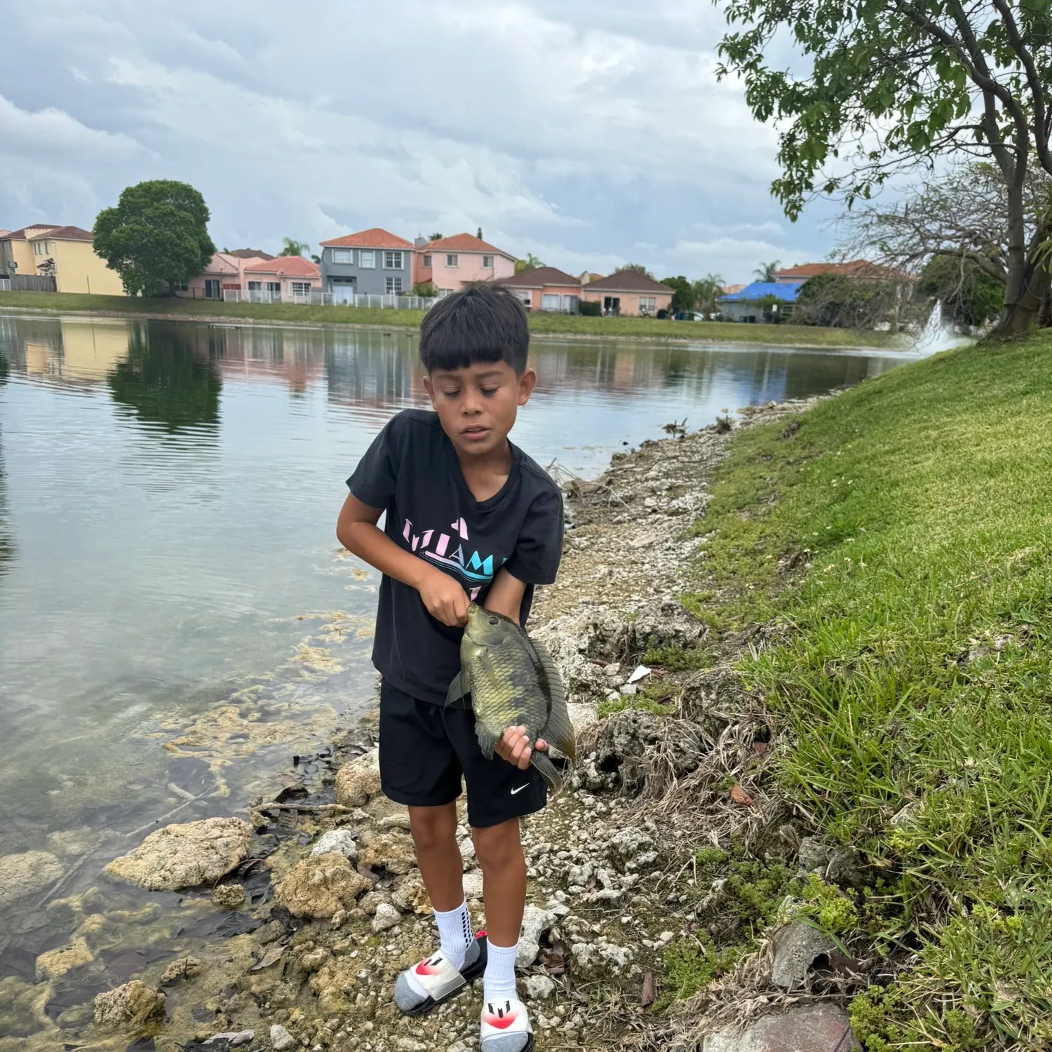 The most recent Spotted tilapia catches on Fishbrain