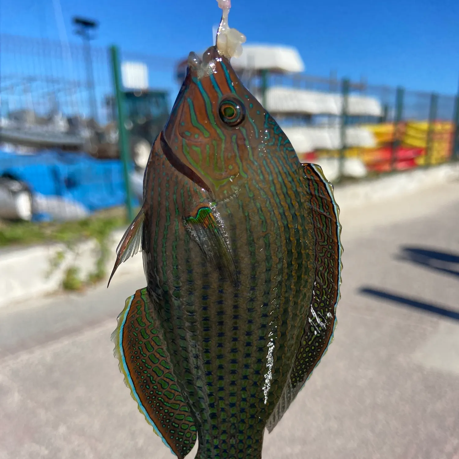 recently logged catches