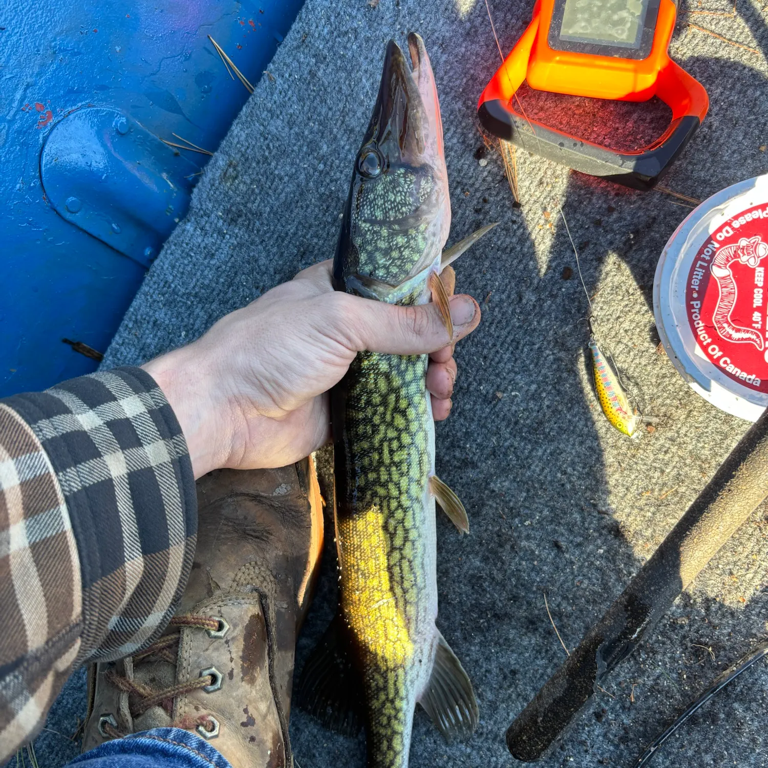 Chain pickerel caught on Fishbrain