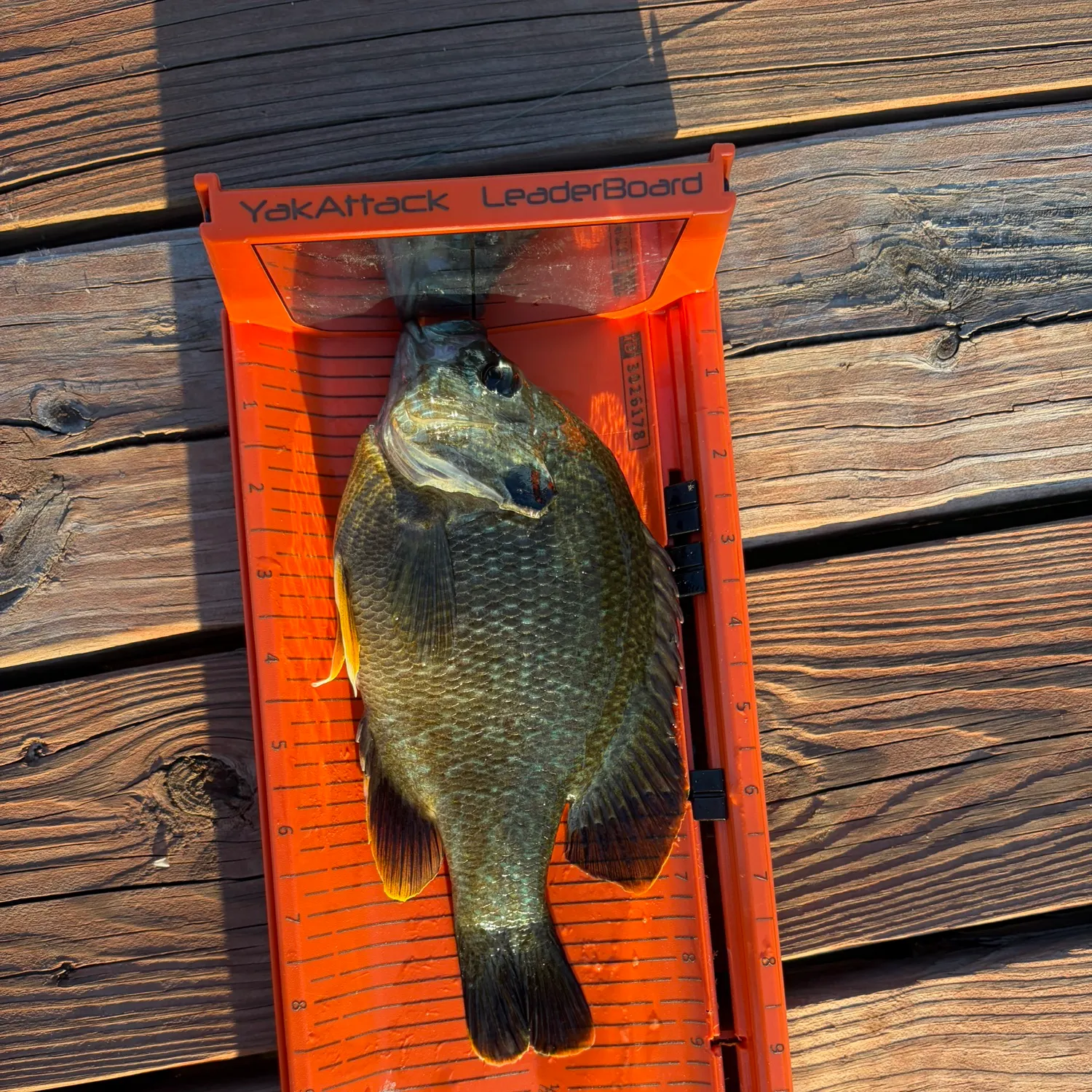 Greengill hybrid caught on Fishbrain