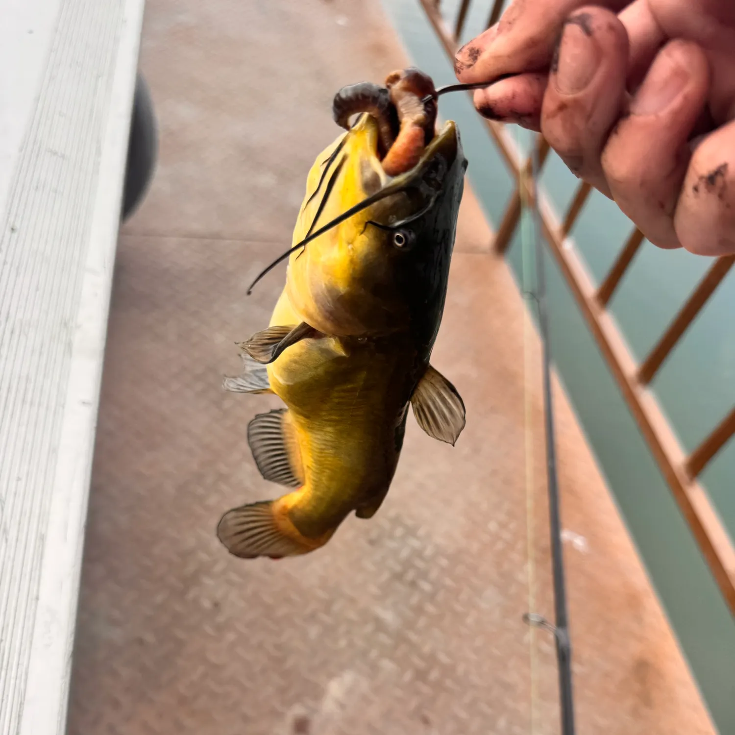 catch
