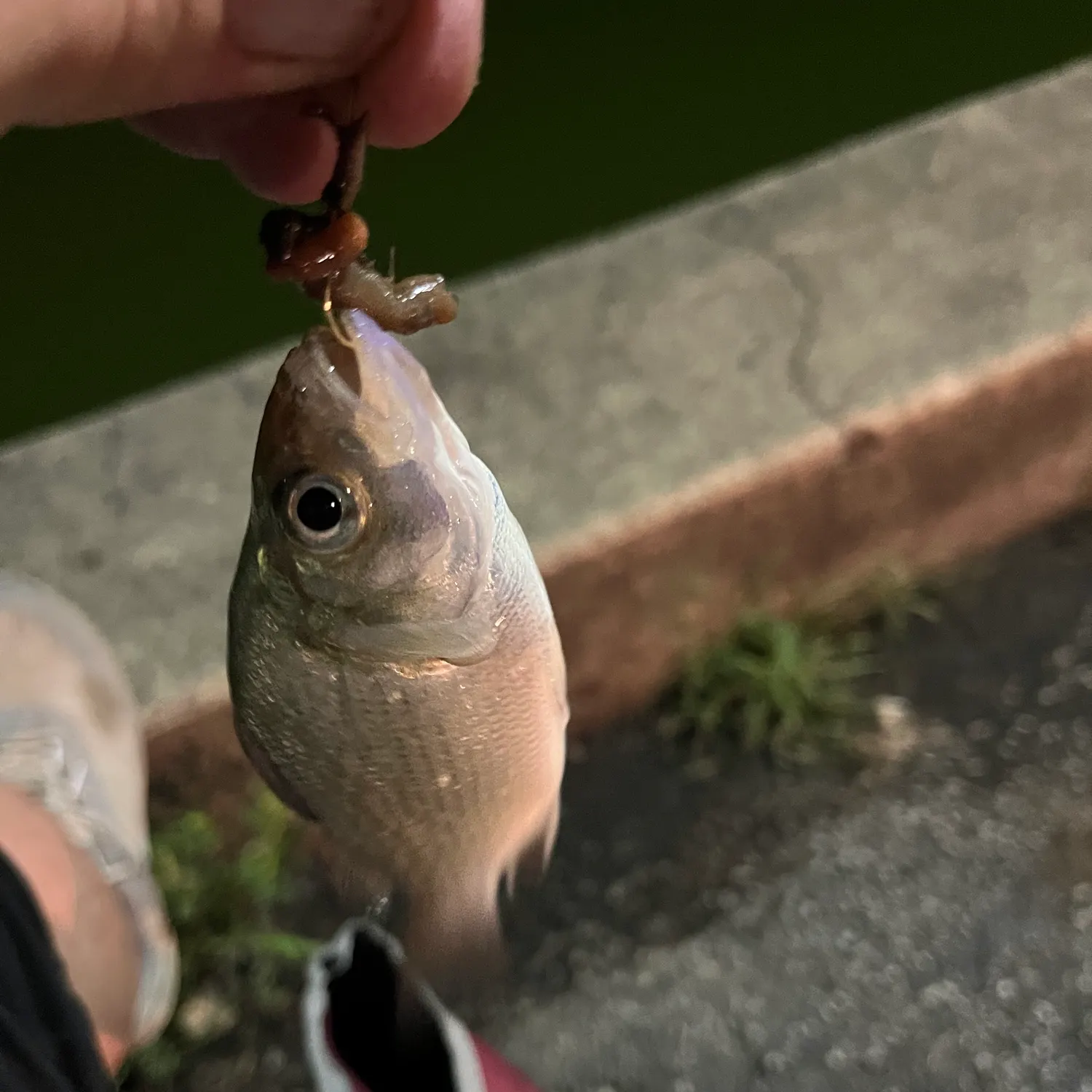 White perch caught on Fishbrain