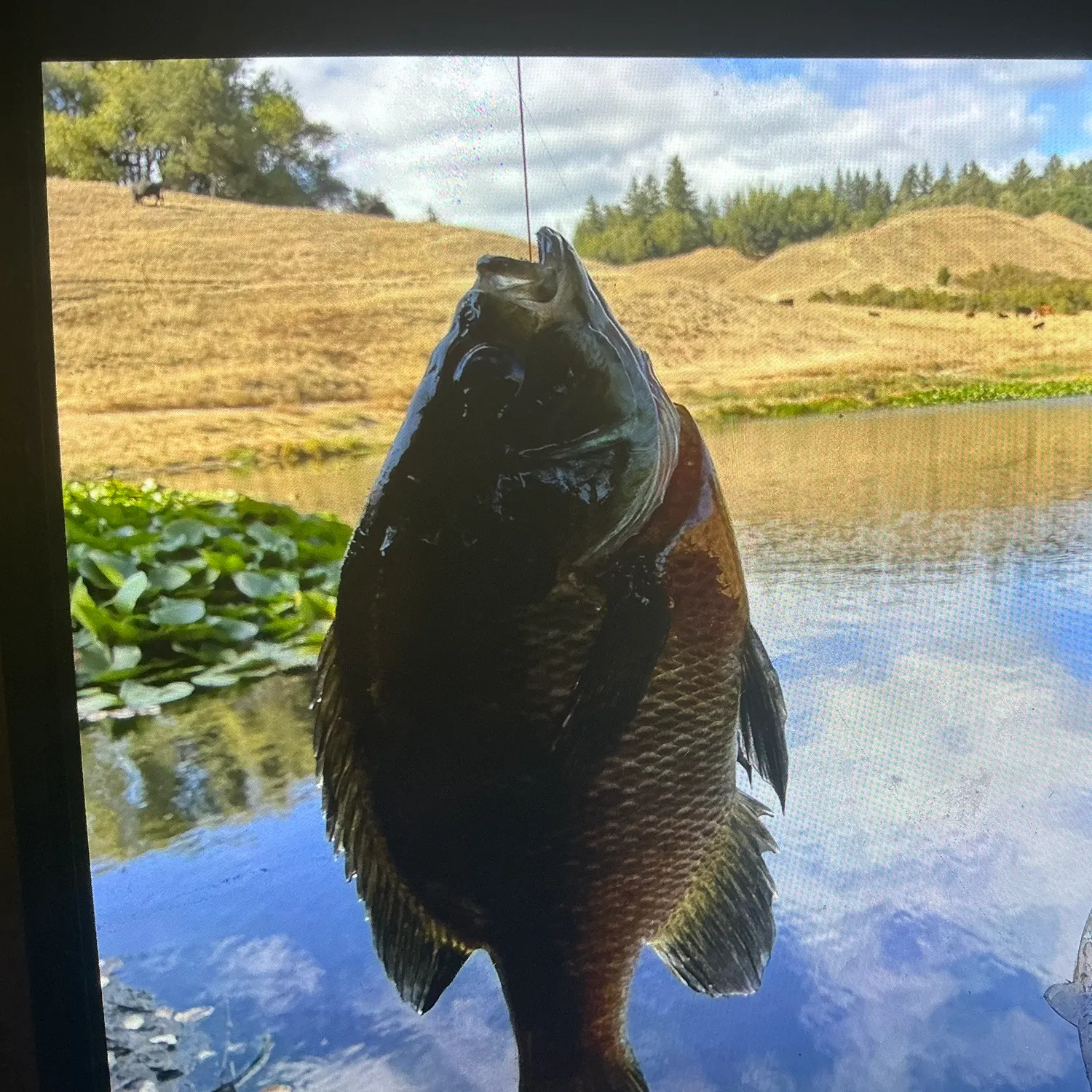 Bluegill caught on Fishbrain