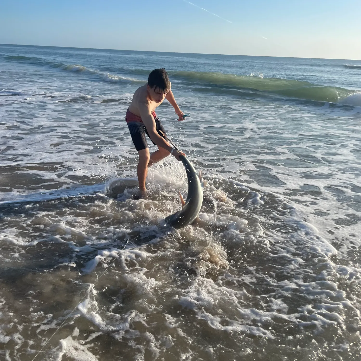 The most recent Lemon shark catches on Fishbrain