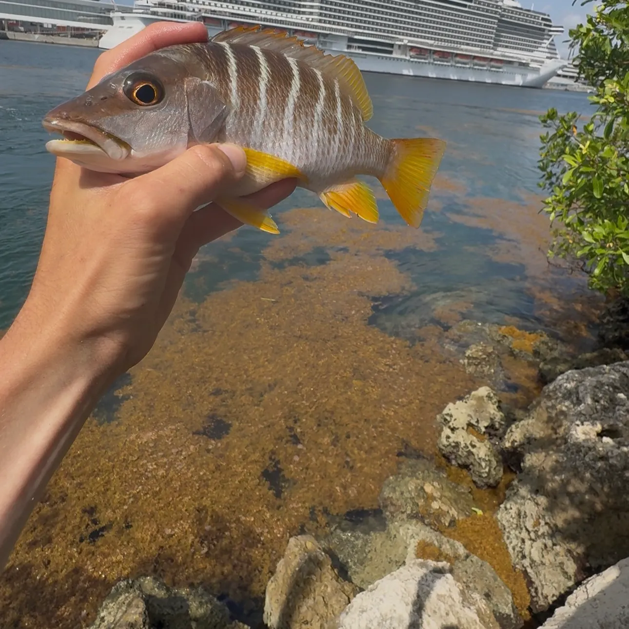 recently logged catches