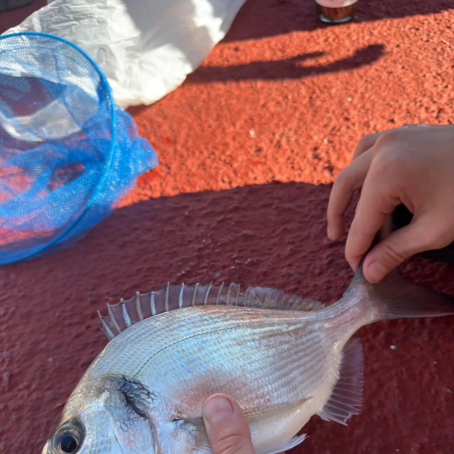 Black seabream caught on Fishbrain