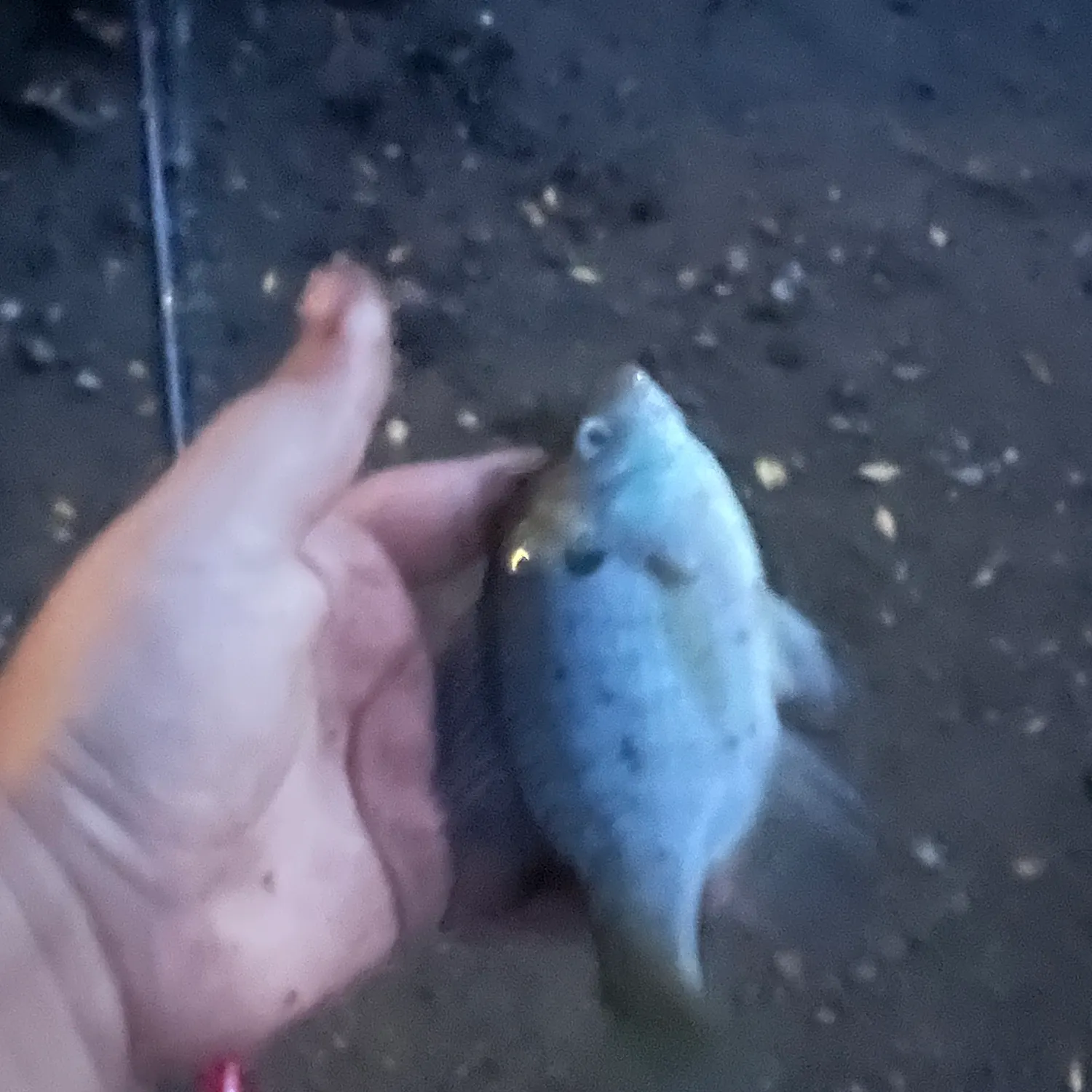 Bluegill caught on Fishbrain