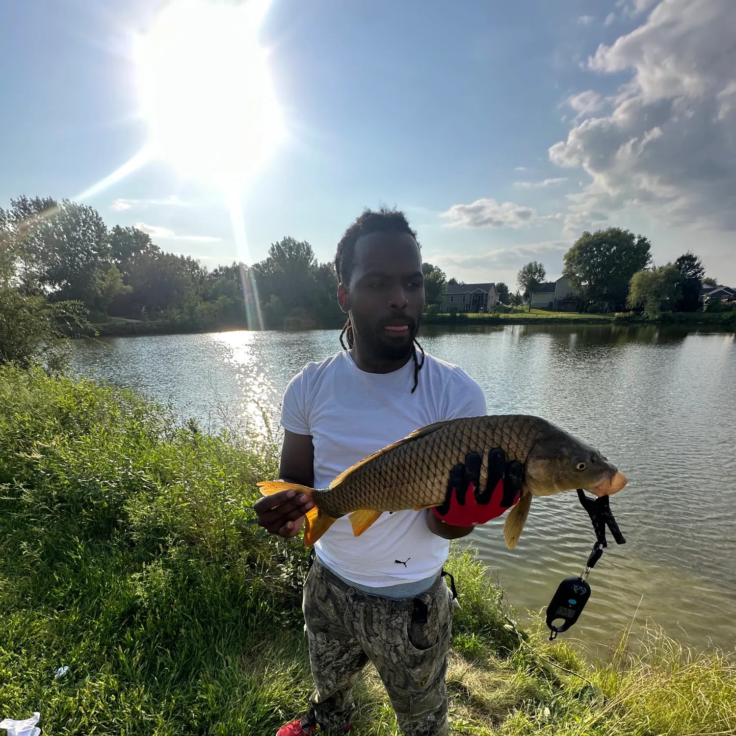 Common carp caught on Fishbrain