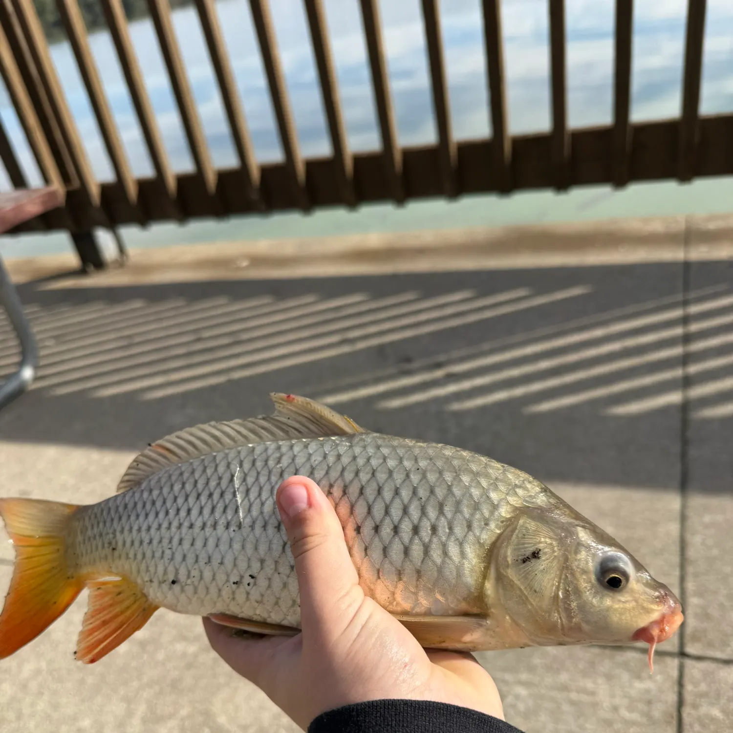 Common carp caught on Fishbrain
