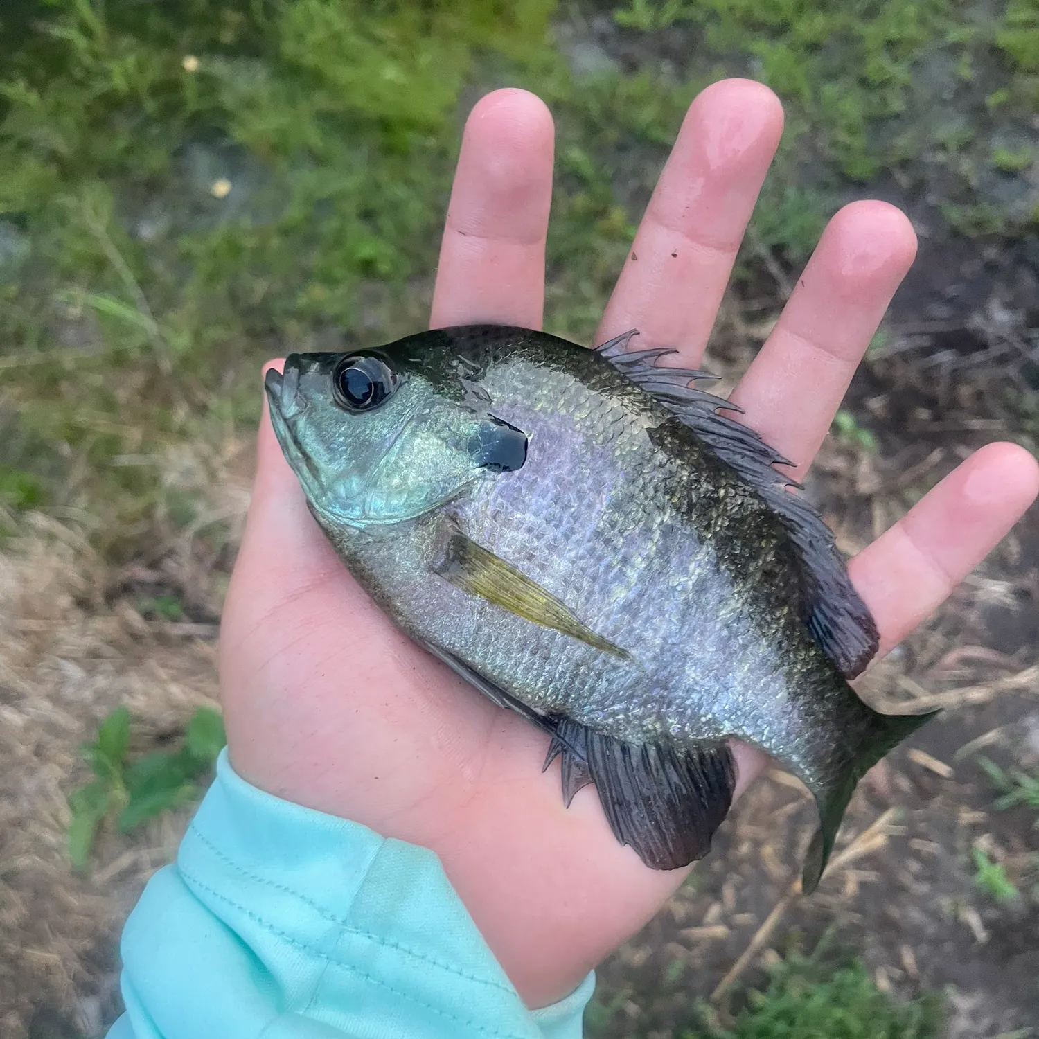 Bluegill caught on Fishbrain